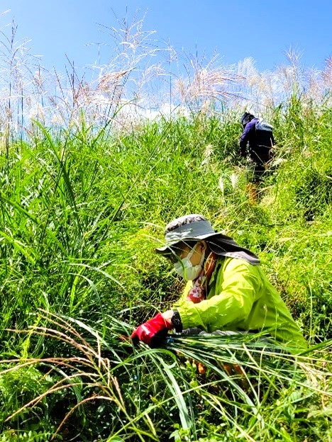 いぶき福祉会、茶畑での作業風景